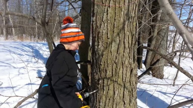 La recette facile pour faire du sirop d’érable maison