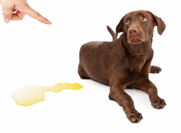 St.Bernard Dog : est-ce utile de punir un chien ?