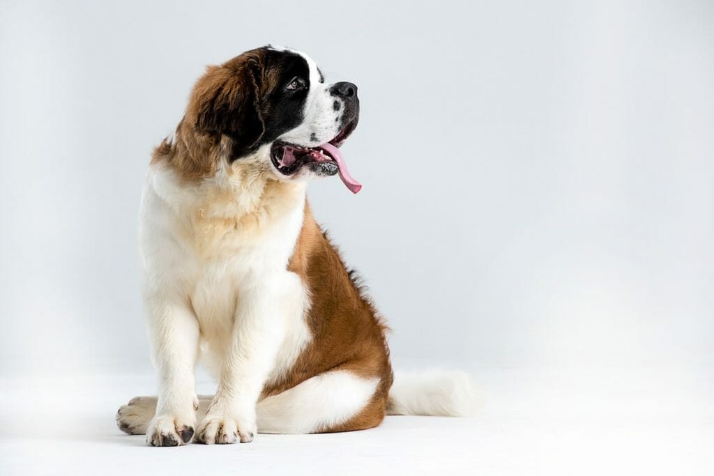 chien st bernard